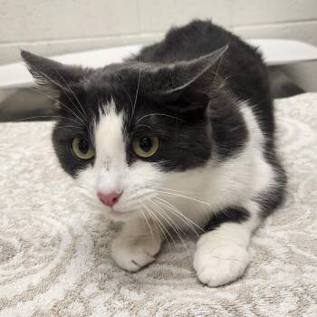Cottonwood Tree -  Domestic Short Hair Cat for Adoption in Murray, Utah - Cottonwood Tree | PetCurious