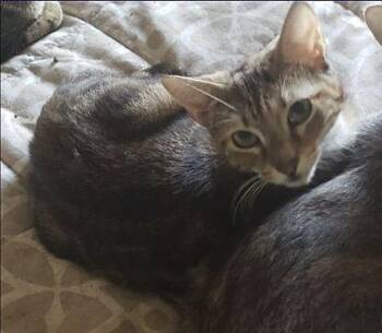 Rescue Domestic Short Hair Cats for Adoption in Sunrise, Florida - Little Girl | PetCurious