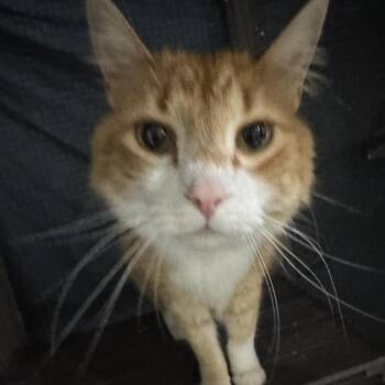 Domestic Short Hair Cats Available for Adoption in Pinellas Park, Florida - Milo | PetCurious