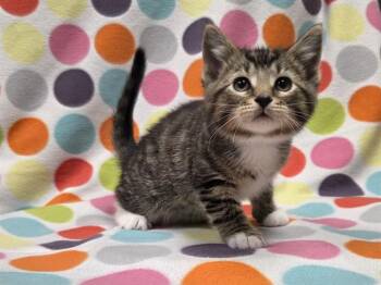 Domestic Short Hair Cats Available for Adoption in Ames, Iowa - CHORIZO | PetCurious