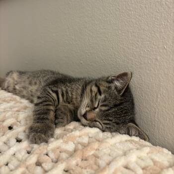Willow -  Domestic Short Hair Cat for Adoption in Rochester, Minnesota - Willow | PetCurious