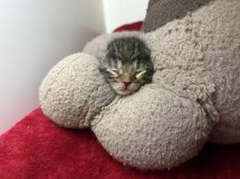 FLORA -  Domestic Medium Hair Cat for Adoption in Dallas, Texas - FLORA | PetCurious