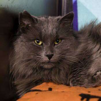Rescue Domestic Long Hair and Domestic Short Hair Cats for Adoption in Madison, Wisconsin - Gelato | PetCurious