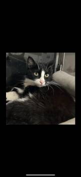 Rescue Domestic Short Hair Cats for Adoption in Sacramento, California - Ray | PetCurious