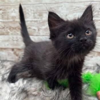 Laurie -  Domestic Short Hair Cat for Adoption in Lexington, Kentucky - Laurie | PetCurious