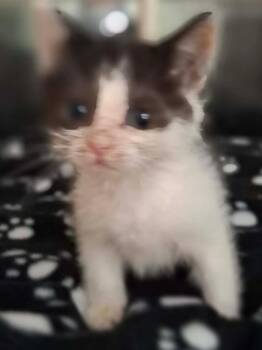Hammer -  Domestic Short Hair Cat for Adoption in Portland, Indiana - Hammer | PetCurious
