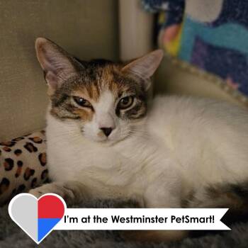 Jejune -  Domestic Medium Hair Cat for Adoption in Fort Collins, Colorado - Jejune | PetCurious