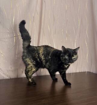 Rescue Domestic Short Hair Cats for Adoption in Long Beach, Mississippi - Squishy | PetCurious