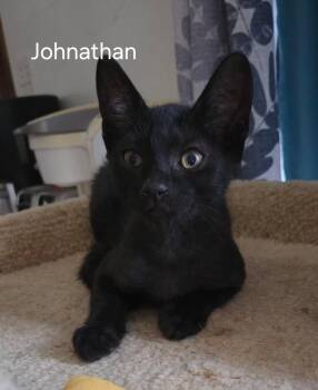 Johnathan -  Domestic Short Hair Cat Available for Adoption in Oviedo, Florida - Johnathan | PetCurious