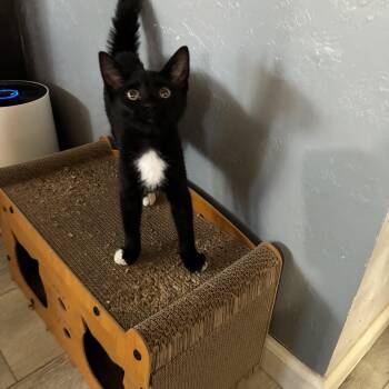 Emmett -  Domestic Short Hair Cat for Adoption in Emeryville, California - Emmett | PetCurious
