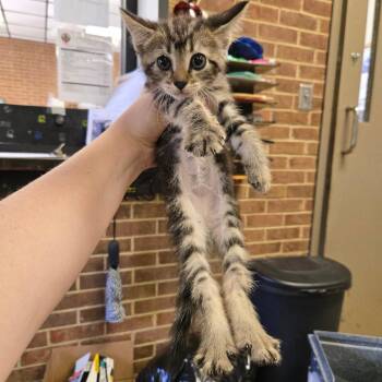 Morrigan -  Domestic Medium Hair Cat for Adoption in Birmingham, Alabama - Morrigan | PetCurious