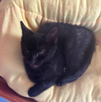 Melvin M -  Domestic Short Hair Cat for Adoption in Gorham, Maine - Melvin M | PetCurious