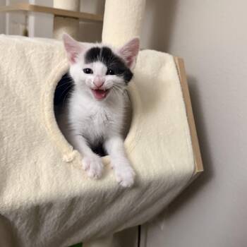 Seven -  Domestic Short Hair Cat for Adoption in Blaine, Minnesota - Seven | PetCurious