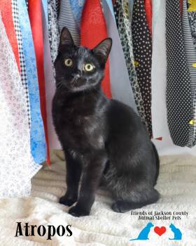 Atropos -  Domestic Short Hair Cat for Adoption in Ocean Springs, Mississippi - Atropos | PetCurious