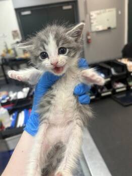 Domestic Short Hair Cats Available for Adoption in Thousand Palms, California - BRINA | PetCurious