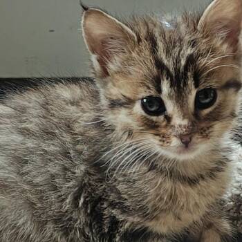 Tabz C11098 -  Domestic Short Hair Cat for Adoption - Tabz C11098 | PetCurious