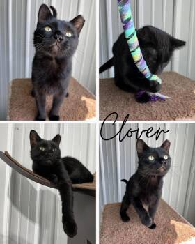 Clover -  Domestic Short Hair Cat for Adoption in Pierceton, Indiana - Clover | PetCurious
