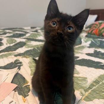 Fern -  Domestic Short Hair Cat Available for Adoption in Talent, Oregon - Fern | PetCurious