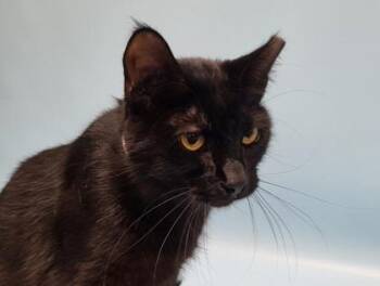 Siegfried -  Domestic Short Hair Cat for Adoption in Golden Valley, Minnesota - Siegfried | PetCurious