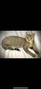 Rescue Domestic Short Hair Cats for Adoption in Waveland, Indiana - Pixie | PetCurious