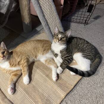 Rescue Domestic Short Hair Cats for Adoption in Durham, North Carolina - Sweet Pea | PetCurious