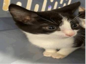 Domestic Short Hair Cats Available for Adoption in Largo, Florida - Ripley | PetCurious