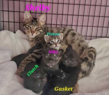 Shelby -  Domestic Short Hair Cat Available for Adoption in Diamond Springs, California - Shelby | PetCurious