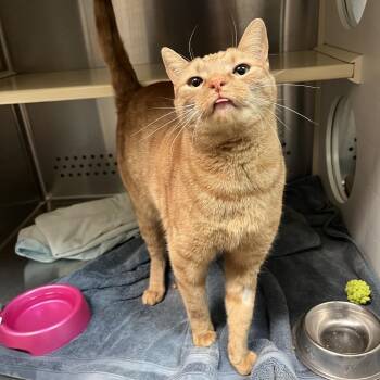 Brutus -  Domestic Short Hair Cat for Adoption in Lynchburg, Virginia - Brutus | PetCurious