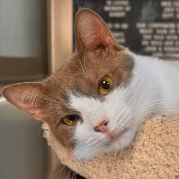 Cerci -  Domestic Short Hair Cat Available for Adoption in Manhattan, Kansas - Cerci | PetCurious