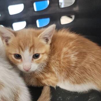 Milo -  Domestic Short Hair Cat for Adoption in Kingman, Arizona - Milo | PetCurious