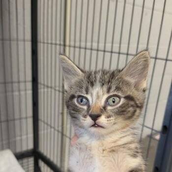 Moxy -  Domestic Short Hair Cat for Adoption in East St. Louis, Illinois - Moxy | PetCurious