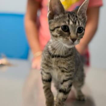 Goosey Loosey -  Domestic Short Hair Cat for Adoption in Shelbyville, Indiana - Goosey Loosey | PetCurious