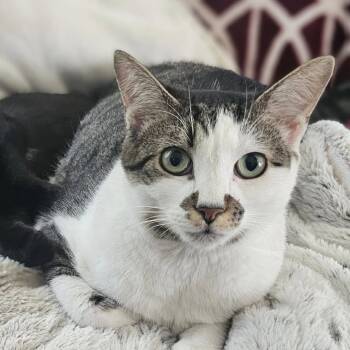 Rescue Domestic Short Hair Cats for Adoption in Newport News, Virginia - Skylar | PetCurious