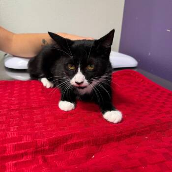 Minnie -  Domestic Short Hair Cat for Adoption in Englewood, Florida - Minnie | PetCurious