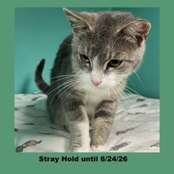 Shortcake -  Domestic Short Hair Cat for Adoption in Owosso, Michigan - Shortcake | PetCurious