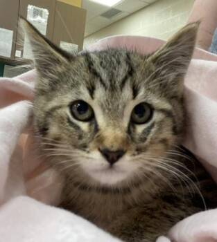 Luis -  Domestic Short Hair Cat for Adoption in Fishers, Indiana - Luis | PetCurious