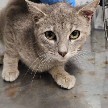 Domestic Short Hair Cats Available for Adoption in Mooresville, North Carolina - May | PetCurious