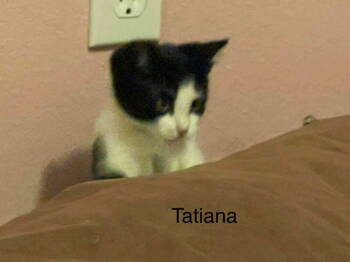 Rescue Domestic Short Hair Cats for Adoption in St. George, Utah - Tatiana | PetCurious
