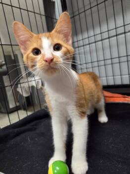 Rescue Domestic Short Hair Cats for Adoption in Muskegon, Michigan - Elton | PetCurious
