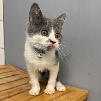 Domestic Short Hair Cats Available for Adoption in Merrifield, Virginia - Oakley Ramishvili  (Jasmine Kitten) | PetCurious