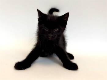 Domestic Short Hair Cats Available for Adoption in Brentwood, Missouri - INKY | PetCurious