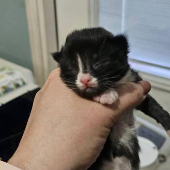 Domestic Short Hair Cats Available for Adoption in Barrière, British Columbia - Oak | PetCurious