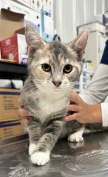 Rescue Domestic Short Hair Cats for Adoption in Hillsdale, Indiana - Lori | PetCurious