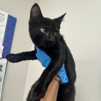 Expo Marker -  Domestic Short Hair Cat for Adoption in Columbiana, Alabama - Expo Marker | PetCurious