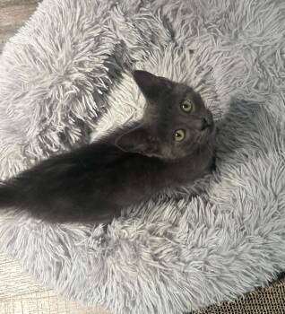 George ( CC) -  Russian Blue and Domestic Short Hair Cat for Adoption in Napa, California - George ( CC) | PetCurious