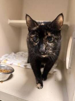 Savage -  Domestic Short Hair Cat for Adoption in East Brookfield, Massachusetts - Savage | PetCurious