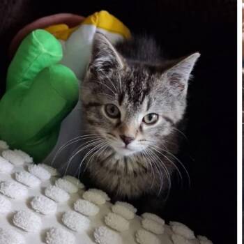 Cubs -  Domestic Short Hair Cat for Adoption in Mokena, Illinois - Cubs | PetCurious