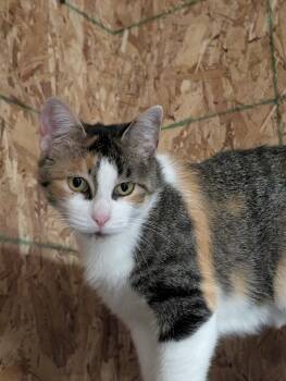 Cello-Bonded Pair with Violin for Barn Cats -  Domestic Short Hair Cat for Adoption in Mears, Michigan - Cello-Bonded Pair With Violin For Barn Cats | PetCurious