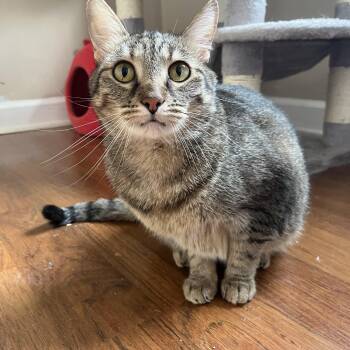 Domestic Short Hair Cats Available for Adoption - Mabel | PetCurious
