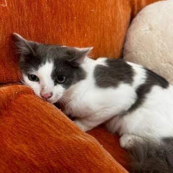 Domestic Medium Hair Cats Available for Adoption - Heartley | PetCurious